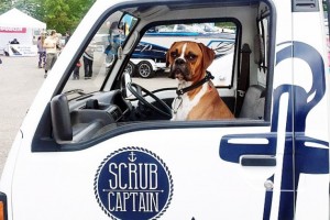 Scrub Captain and Nacho Cilantro boxer pup